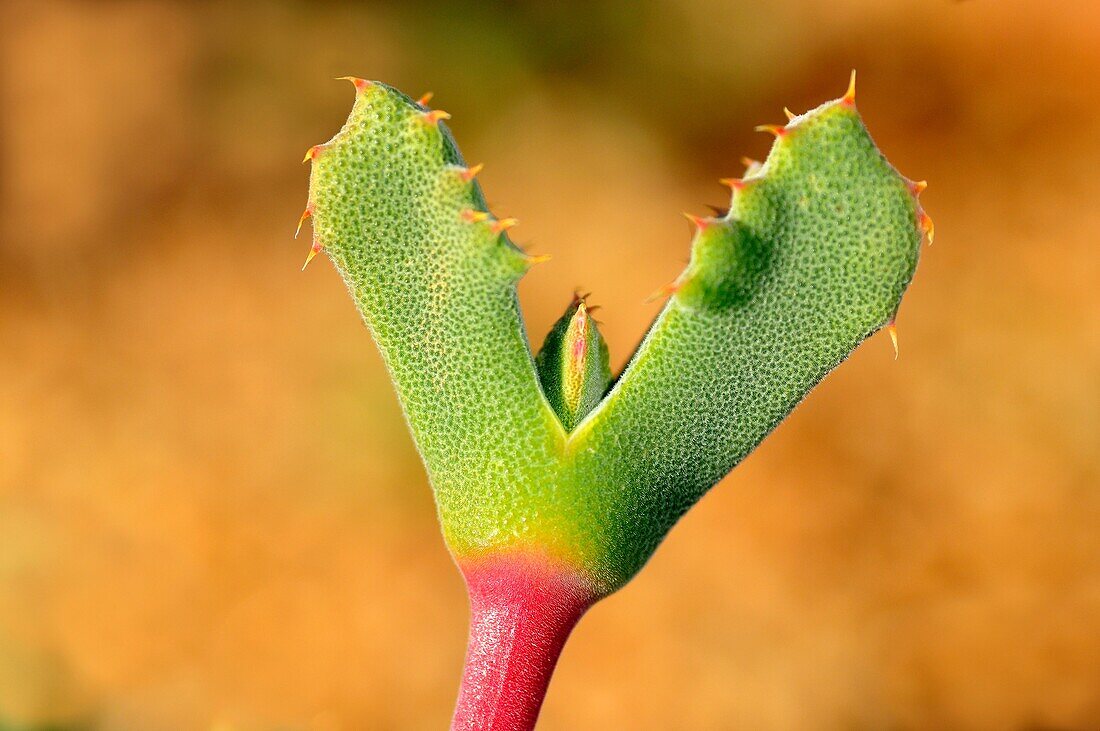 Pair of leaves of Odontophorus marlothii Namaqualand, South Africa