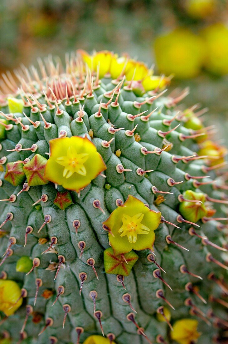 Trichocaulon flavum, Namaqualand, South Africa