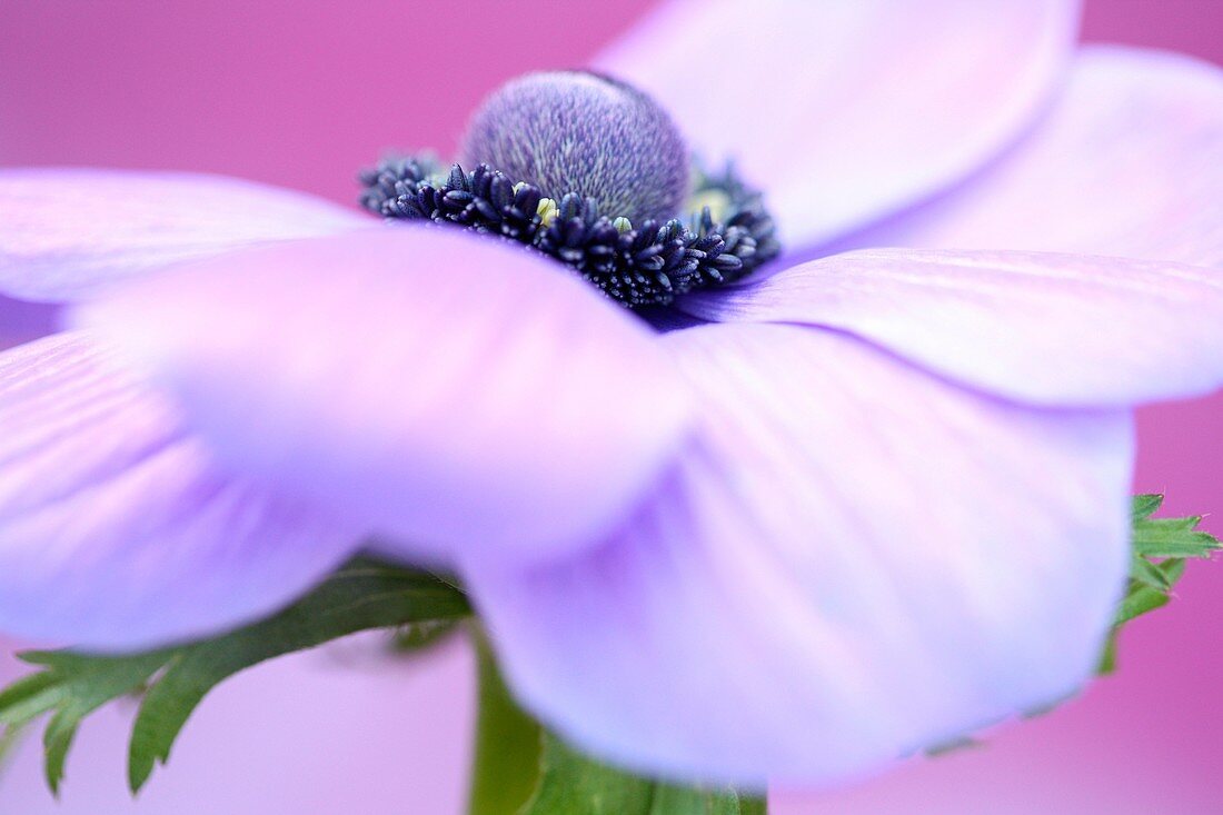 soft and romantic purple anemone flower head