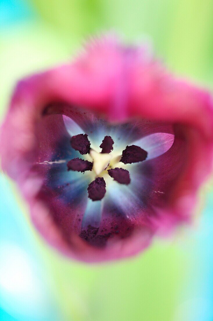 Zentrum Blaureiher Tulpe