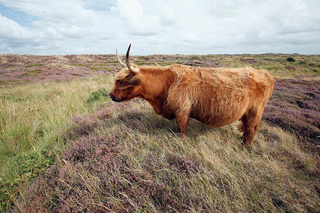 Scottish Highland Cattle Bos primigenius, cow standing in sand dune national park, Texel Island, Holland