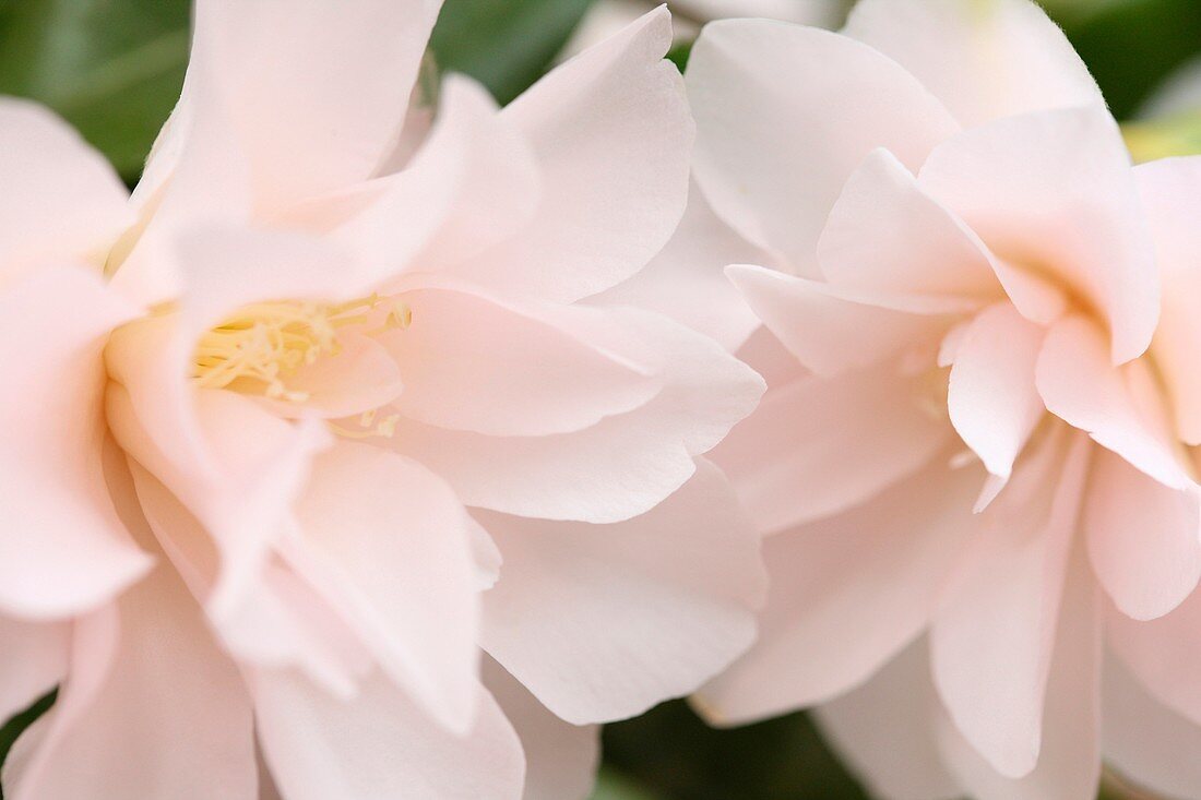 Spring Flower White Blush Pink Camellia Blooms - fine art photography © Jane-Ann Butler Photography JABP477 RIGHTS MANAGED