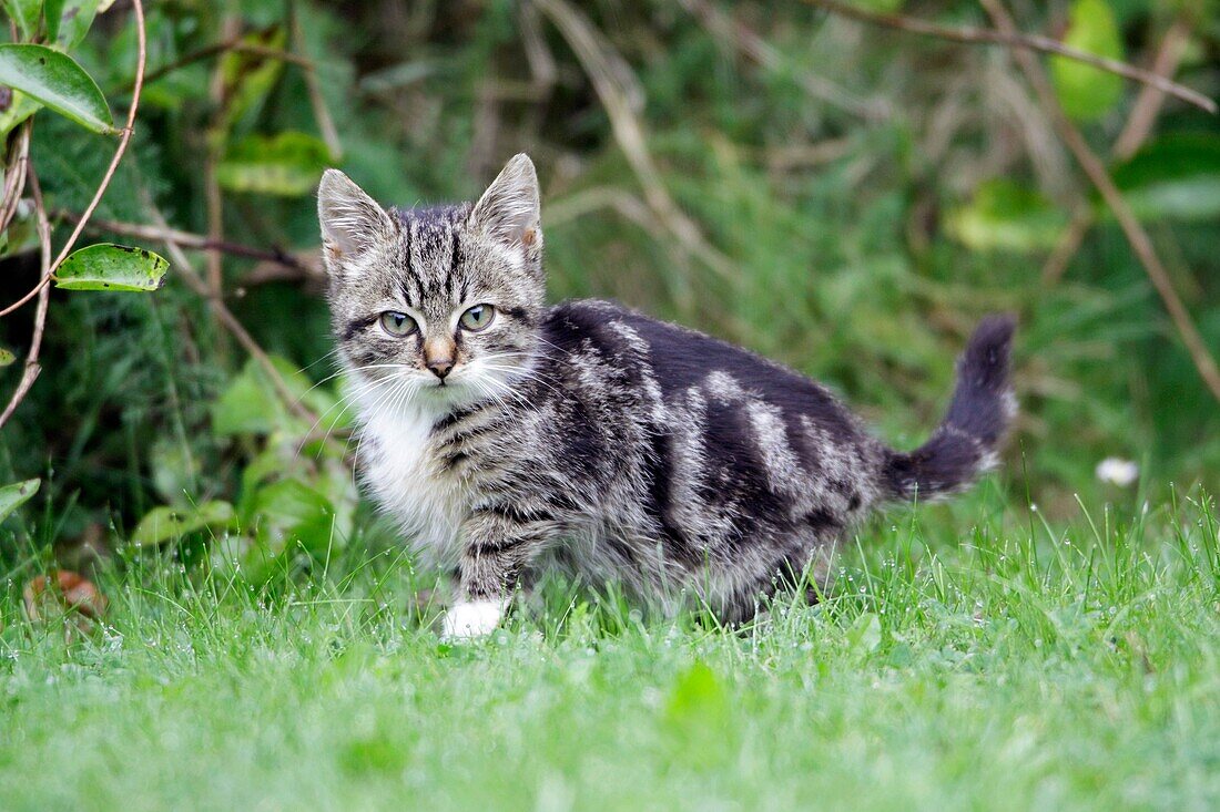 Cat, young grey striped kitten in garden