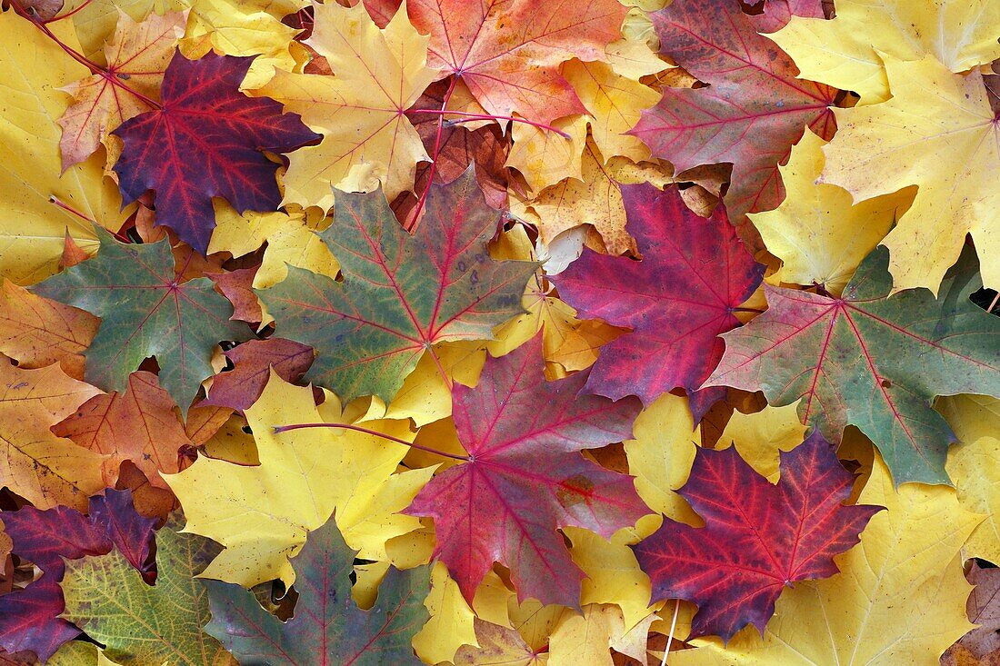 Norway maple Acer Pseudoplatanus, autumn coloured leaves on ground, Germany