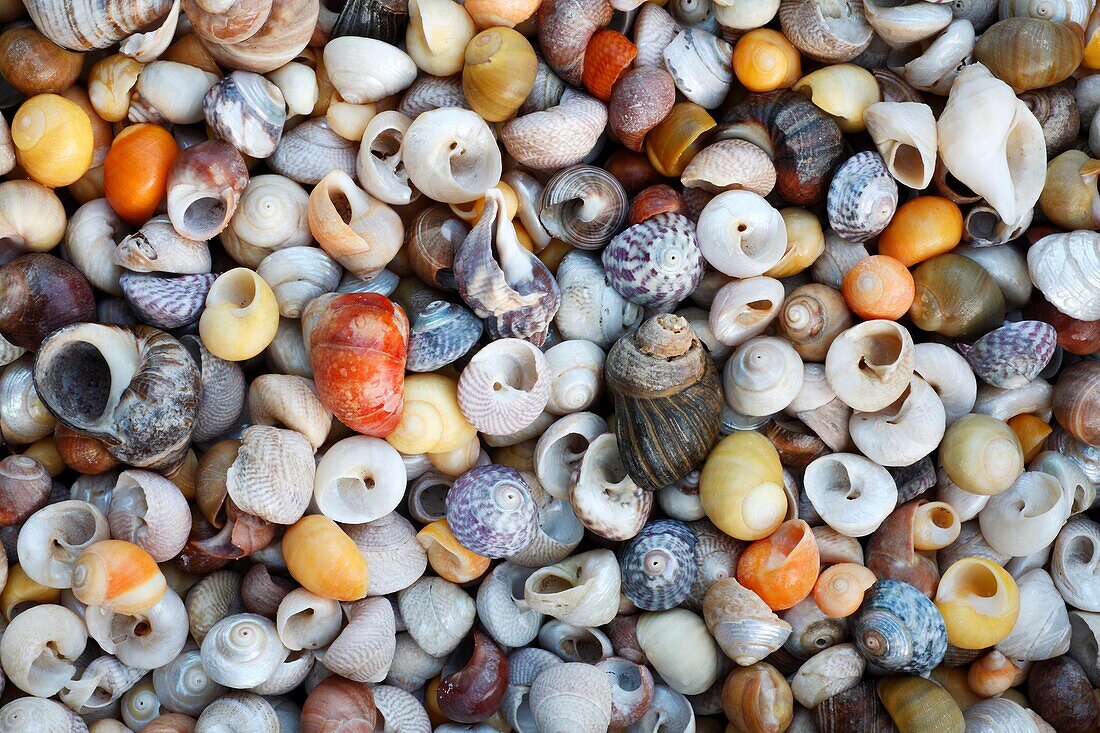 Marine Snail Shells, mainly Turbinate monodant snails and Dogwhelks Nucella lapillus, collected from Noth Sea, England and the Atlantic coast, South Spain