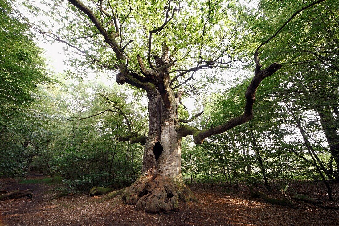 Oak Tree Quercus robur, ancient tree in summer, Sababurg Ancient Forest NP, N  Hessen, Germany
