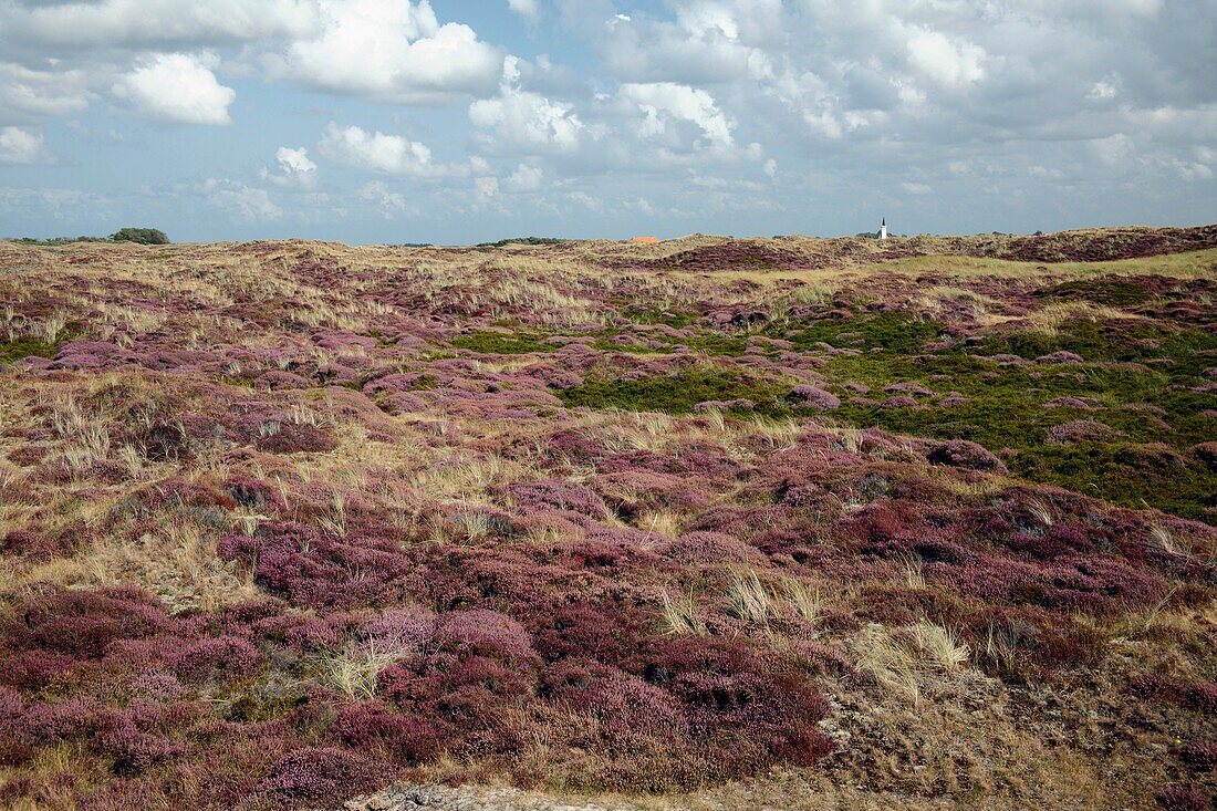 Heather calluna vulgaris, in Blossom, sand dune nature reserve, Texel Island, Holland