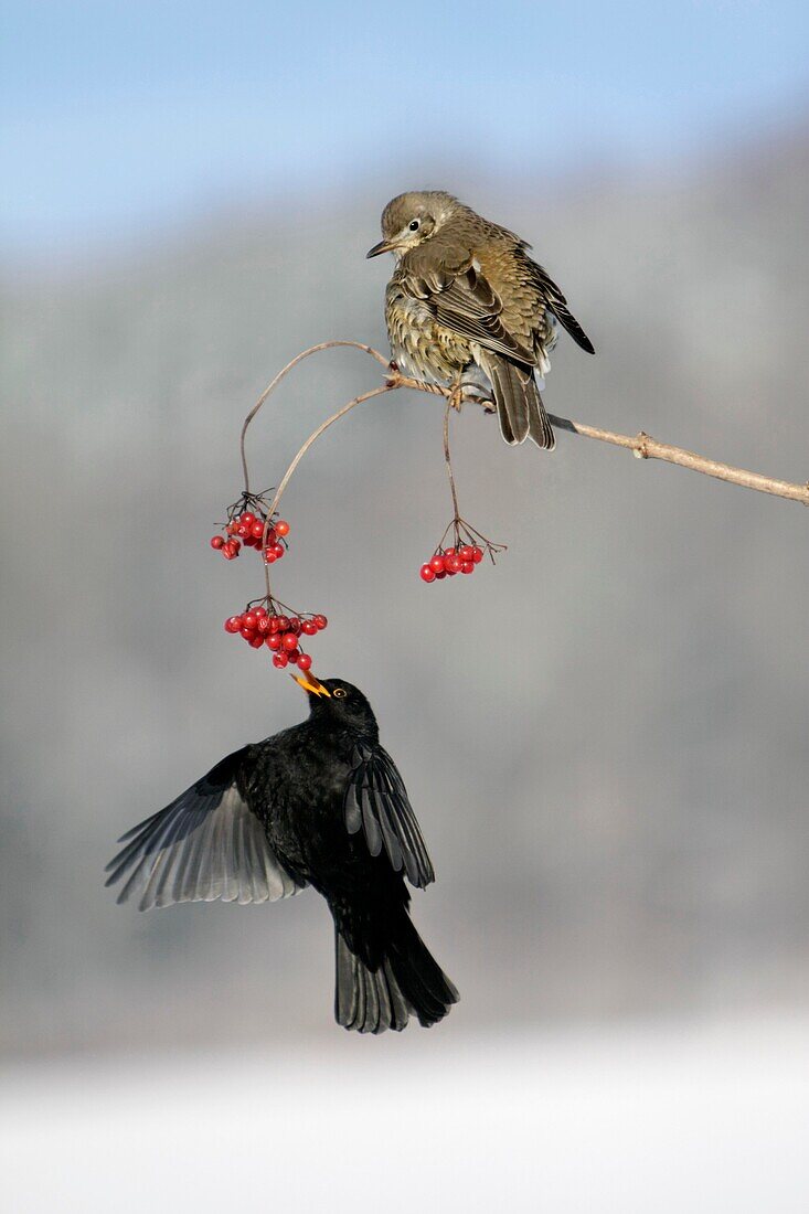 Blackbird Turdus merula, and Mistle Thrush Turdus viscivorus, feeding on red berries in winter, Germany