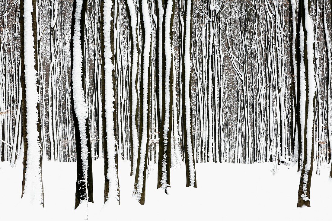 Beech tree stems, Fagus sylvatica, in woodland, covered in snow, Germany
