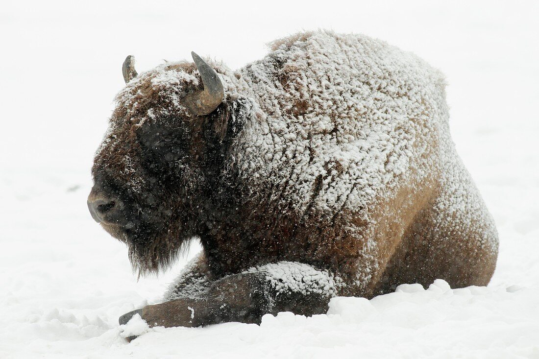 European Bison, Bison bonasus, bull, covered in snow, Germany
