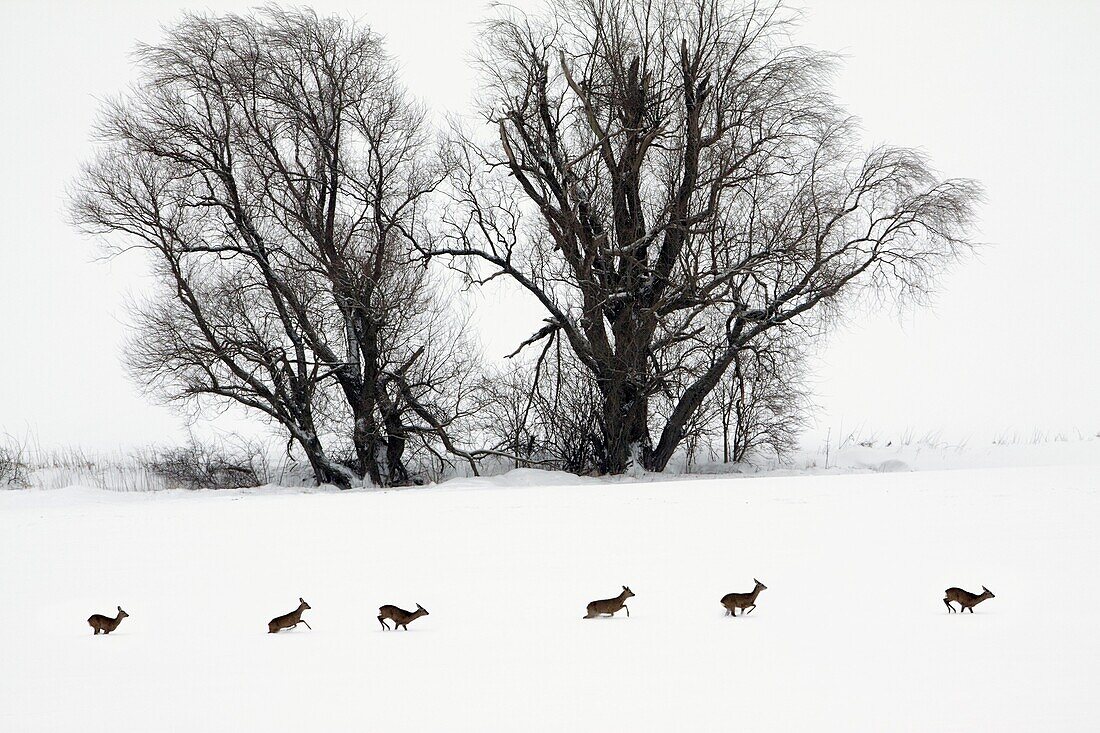 Roe deer, Capreolus capreolus, running through snow wilderness in winter, Harz mountains, Lower Saxony, Germany, digitally manipulated composite