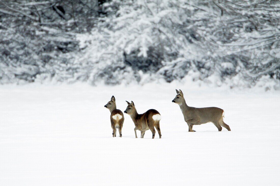 Roe deer, Capreolus capreolus, doe alert with two yearling fawns in winter, Harz mountains, Lower Saxony, Germany