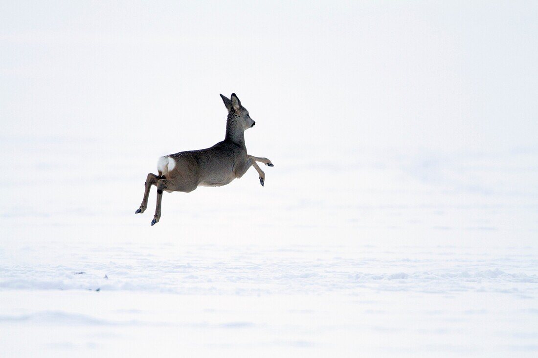 Roe deer, Capreolus capreolus, in winter, Harz mountains, Lower Saxony, Germany