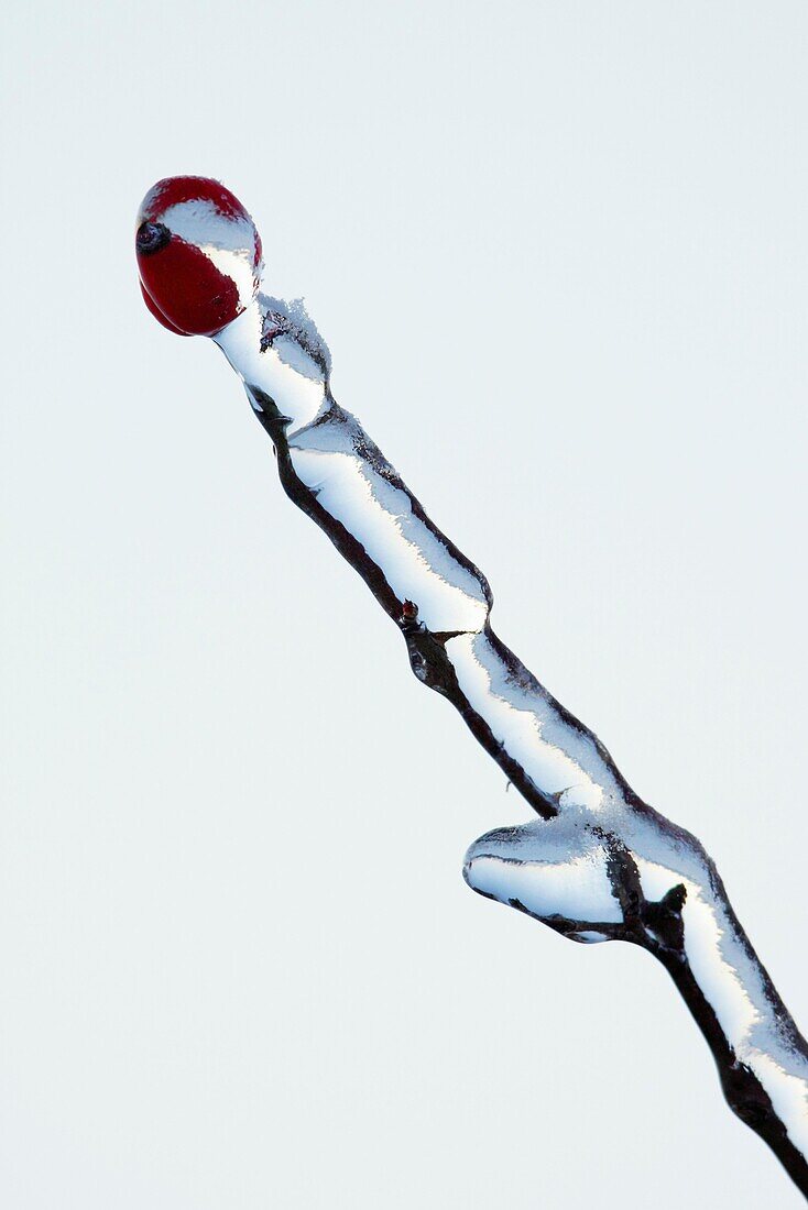 Ice covered wild rose branch with Rose Hip, in winter, Germany