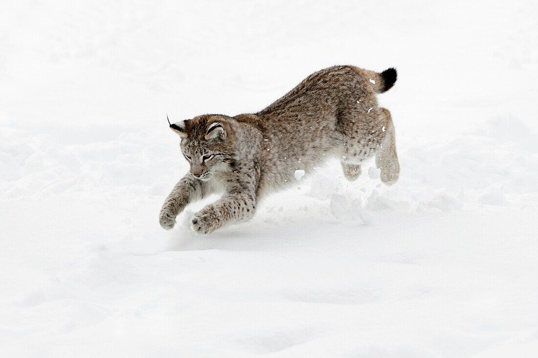 European Lynx, Felis lynx, young animal jumping after mouse in snow, Germany