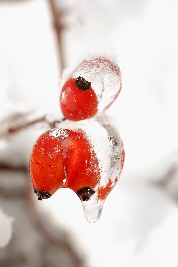 Ice covered wild rose Rose Hips, in winter, Germany