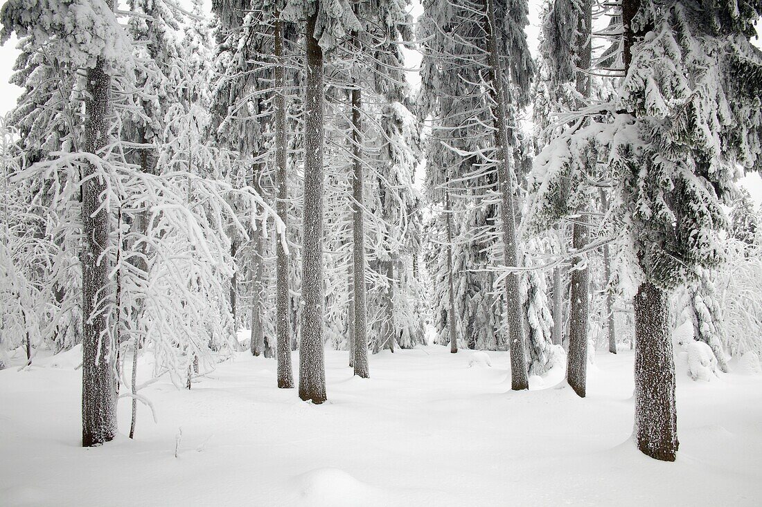 Snow and ice covered Norway Spruce trees, Picea abies, in Harz mountains National Park, , Lower Saxony, Germany