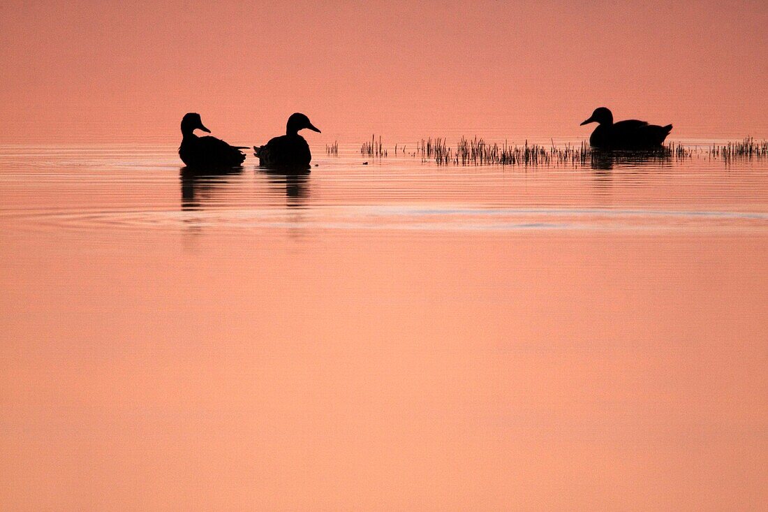 Mallard Anas platyrhynchos - 3 ducks resting on lake at twilight
