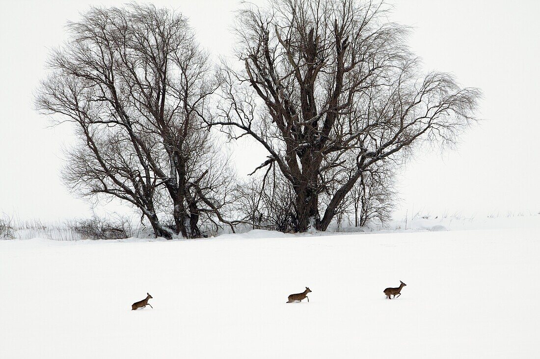 Roe deer, Capreolus capreolus, running through snow wilderness in winter, Harz mountains, Lower Saxony, Germany