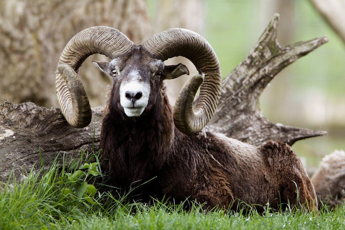 Mouflon sheep Ovis musimon - Ram resting at base of tree
