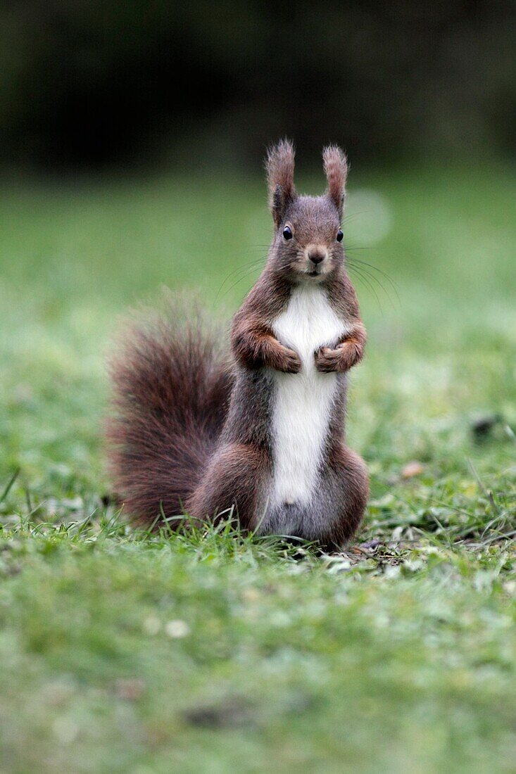 European Red Squirrel Sciurus vulgaris, standing alert in garden, winter