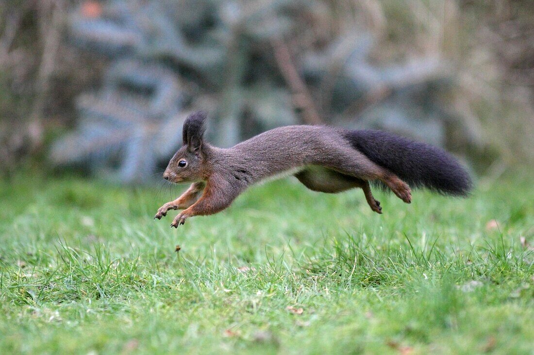 European Red Squirrel Sciurus vulgaris, running across garden