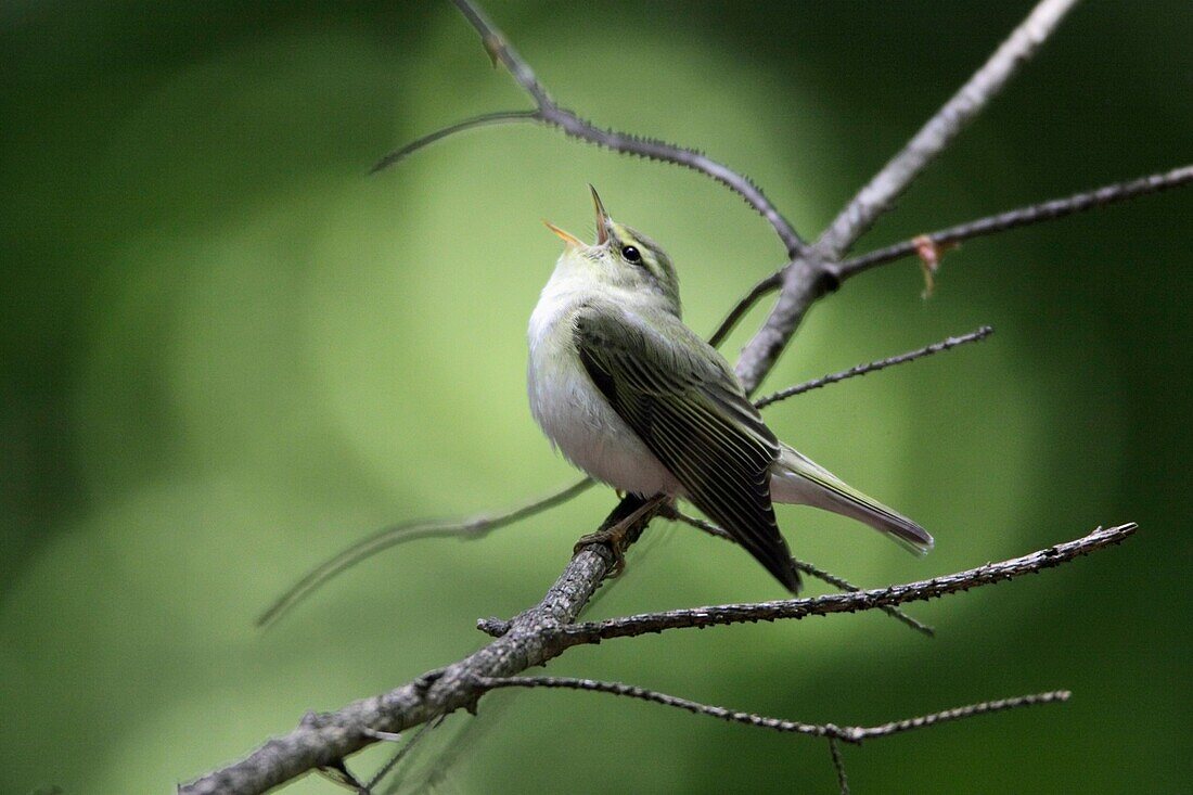 Wood Warbler Phylloscopus sibilatrix, singing from branch