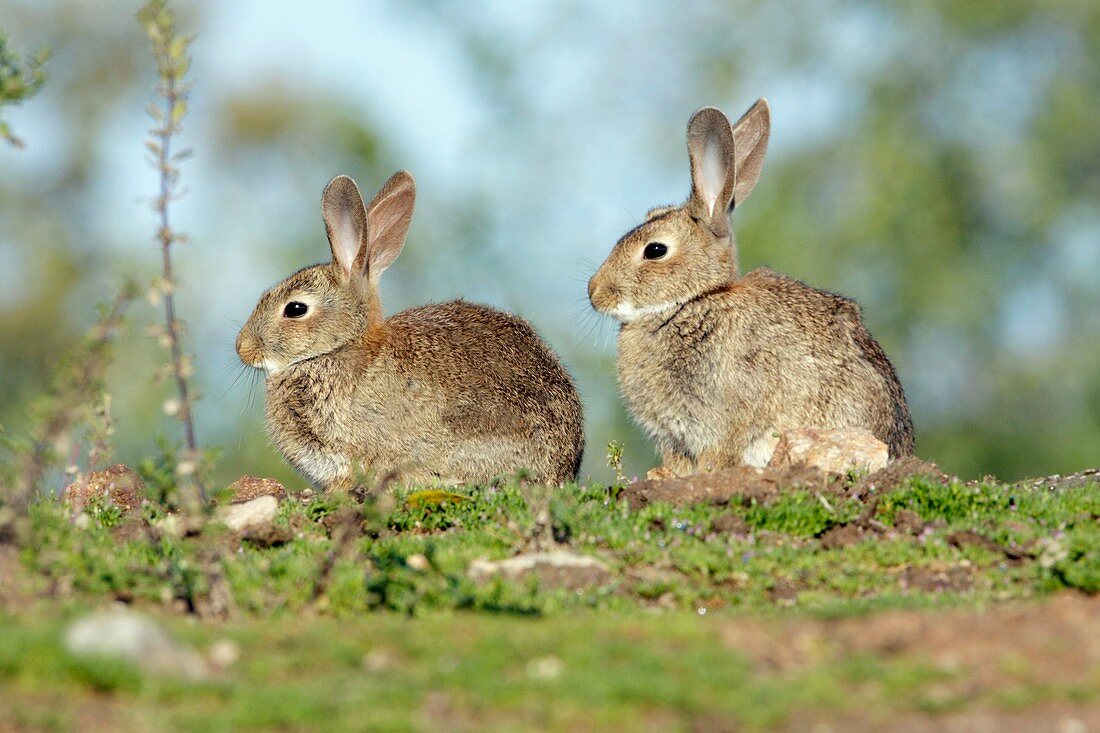 Wild Rabbit Oryctolagus cuniculus, two sitting on pasture, Alentejo, Portugal