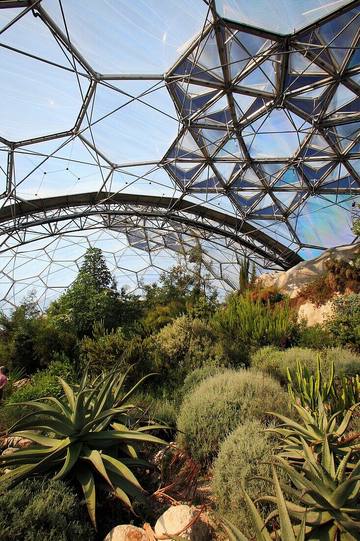 Mediterranean Biome, showing plants, Eden Project, St  Austell, Cornwall, England, UK