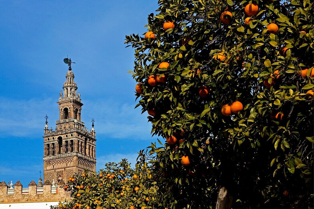 Giralda tower  Seville, Andalusia, Spain