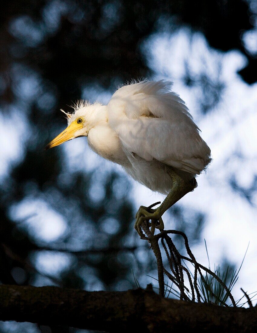 Portrait of a snowy egret Egretta thula chick looking for its nest and waiting to be rescued by its parent  The artificial estuaries and lagoons in the suburbs of San Francisco, California have proved to be good nesting grounds for many types of water fow