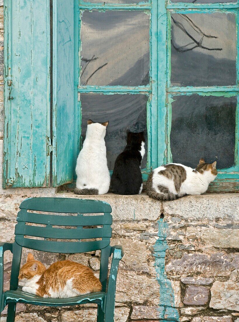Cats waiting to be fed, in the fishing village of Trahila, Outer Mani, Southern Peloponnese, Greece
