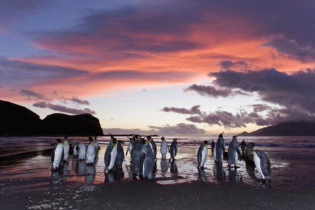 Sunrise on the king penguin Aptenodytes patagonicus breeding and nesting colonies at St  Andrews Bay on South Georgia Island, Southern Ocean  King penguins are rarely found below 60 degrees south, and almost never on the Antarctic Peninsula  The King Pe