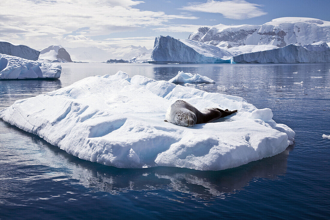 The Leopard seal Hydrurga leptonyx is the second largest species of seal in the Antarctic after the Southern Elephant Seal, and is near the top of the Antarctic food chain  It can live twenty-six years, possibly more  Orcas are the only natural predat