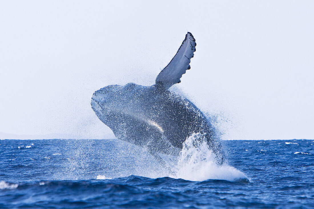 Adult humpback whale Megaptera novaeangliae breaching in the AuAu Channel between the islands of Maui and Lanai, Hawaii, USA  Each year humpback whales return to these waters in the winter and spring to mate and give birth to their calves  In the summer