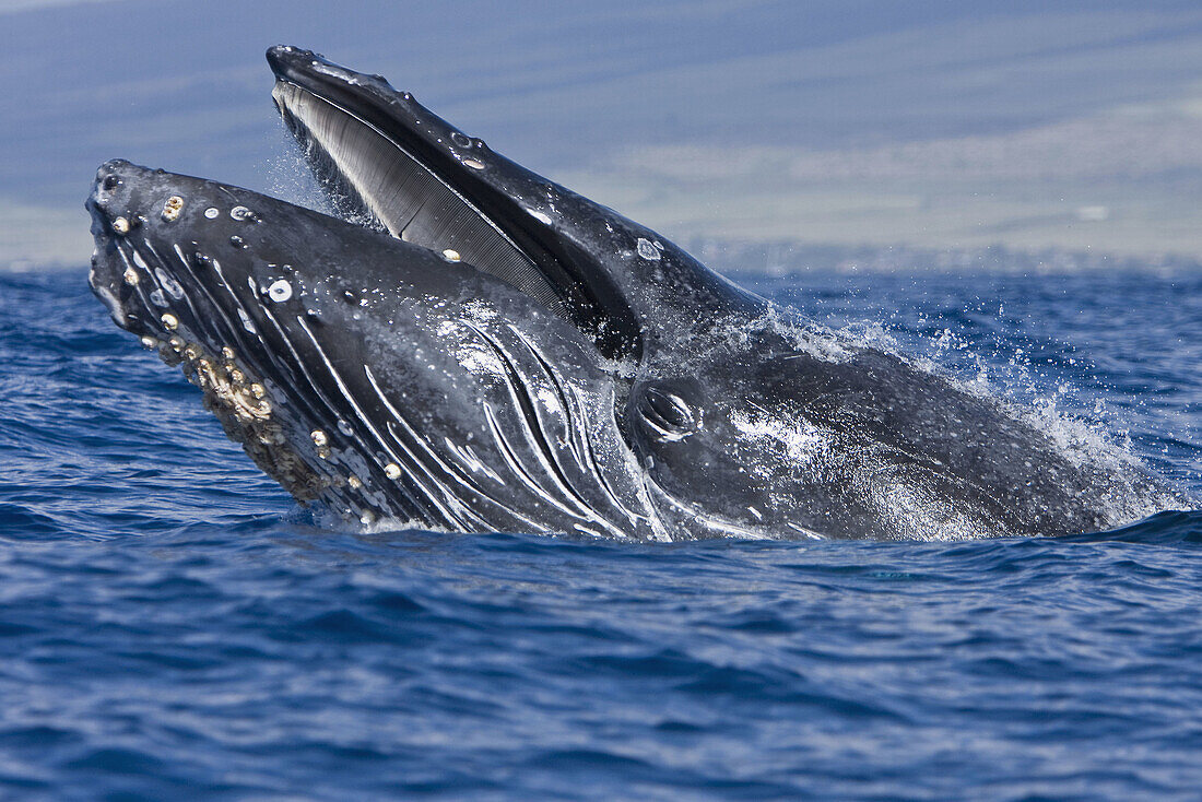 Extremely scarred up sub-adult humpback whale Megaptera novaeangliae continually breaching in the AuAu Channel between the islands of Maui and Lanai, Hawaii, USA  Each year humpback whales return to these waters in the winter and spring to mate and give
