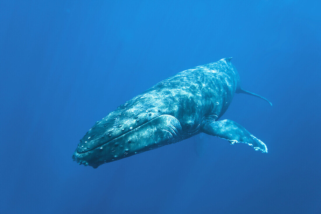 Adult humpback whale Megaptera novaeangliae underwater in the AuAu Channel between the islands of Maui and Lanai, Hawaii, USA  Each year humpback whales return to these waters in the winter and spring to mate and give birth to their calves  In the summe