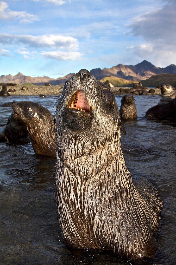 Antarctic Fur Seal Arctocephalus gazella pups at play at the abandoned Norwegian whaling station at Stromness on the island of South Georgia, Southern Atlantic Ocean  The Antarctic Fur Seal is one of eight seals in the genus Arctocephalus, and one of the