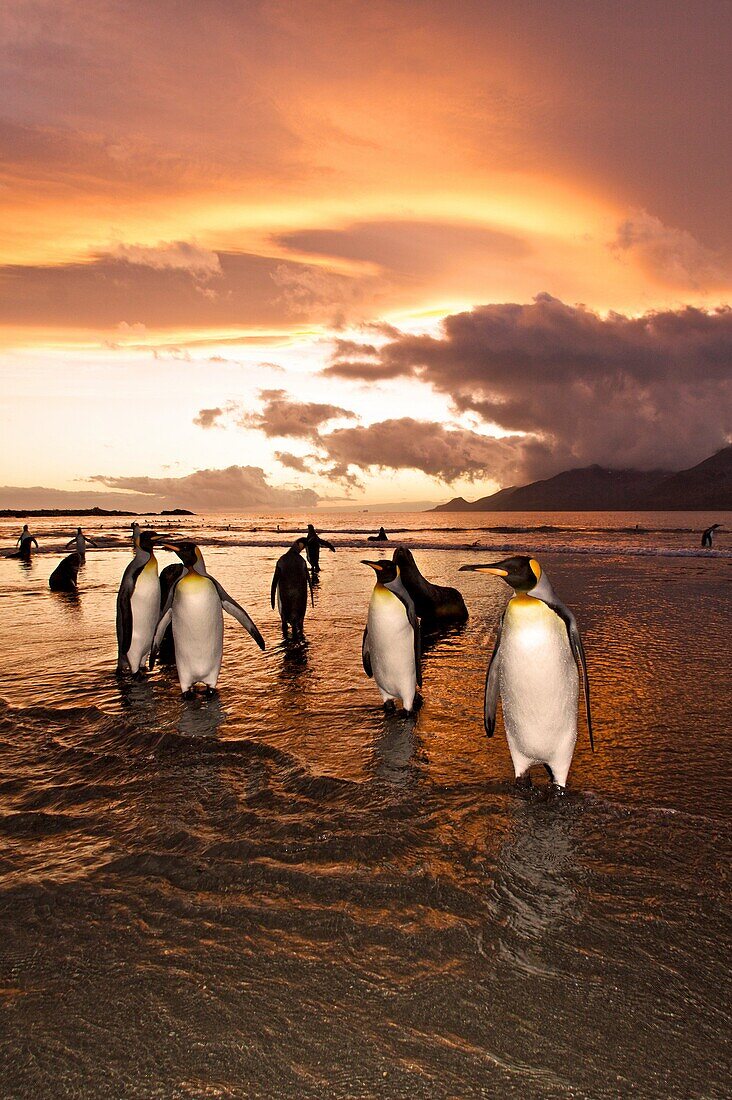 Sunrise on the king penguin Aptenodytes patagonicus breeding and nesting colonies at St  Andrews Bay on South Georgia Island, Southern Ocean  King penguins are rarely found below 60 degrees south, and almost never on the Antarctic Peninsula  The King Peng