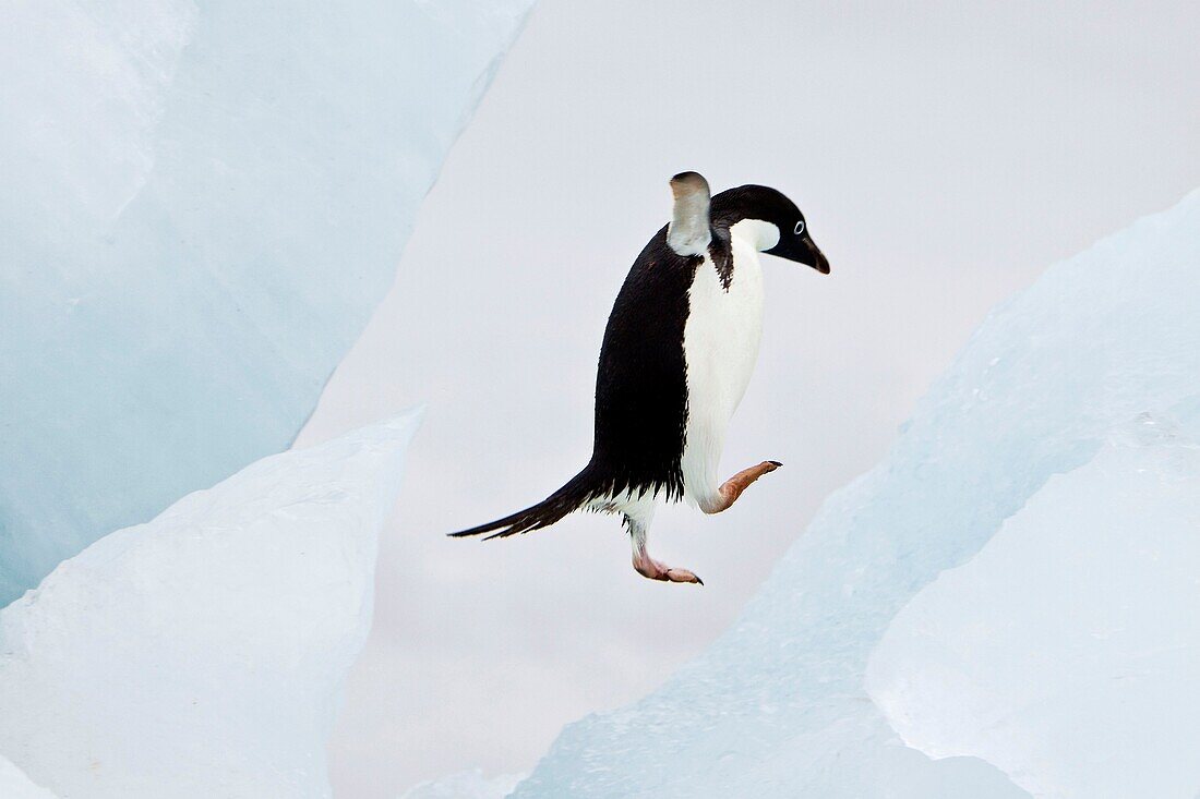 Adelie penguin Pygoscelis adeliae near the Antarctic Peninsula, Antarctica  The Adélie Penguin is a type of penguin common along the entire Antarctic coast and nearby islands  These penguins are mid-sized, being 46 to 75 cm 18 to 30 in in length and 3 9 t