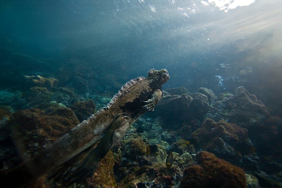 The endemic Galapagos marine iguana Amblyrhynchus cristatus feeding underwater in the Galapagos Island Archipeligo, Ecuador  MORE INFO: This is the only marine iguana in the world, with many of the main islands having it´s own subspecies  Pacific Ocean  T