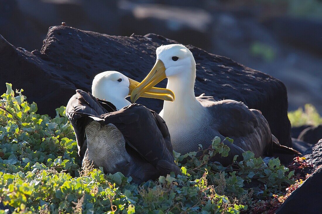 Adult waved albatross Diomedea irrorata courtship display at breeding colony on Espanola Island in the Galapagos Island Archipeligo, Ecuador  Pacific Ocean  MORE INFO: This species of albatross is endemic to the Galapagos Islands  Albatross exhibit a very