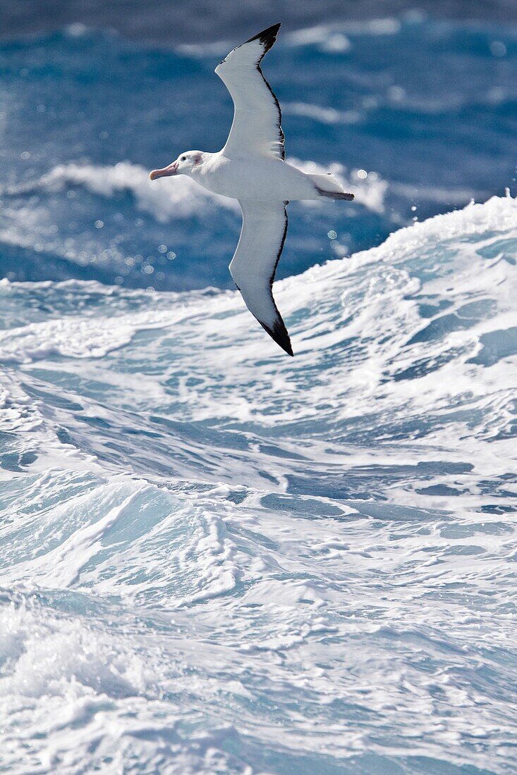 Wandering albatross Diomedea exulans on the wing in the Drake Passage between the tip of South America and the Antarctic Peninsula, southern ocean  The Wandering Albatross has the largest wingspan of any living bird, with the average wingspan being 3 1 me