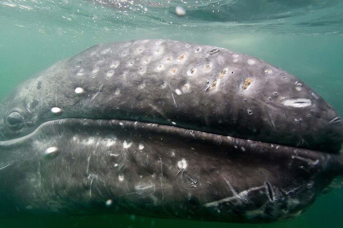 California Gray Whale Eschrichtius robustus underwater in San Ignacio Lagoon on the Pacific side of the Baja Peninsula, Baja California Sur, Mexico  MORE INFO: Each winter thousands of California gray whales migrate from the Bering and Chuckchi seas to br