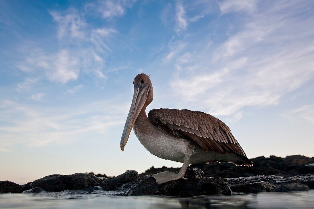 Juvenile brown pelican Pelecanus occidentalis in the Galapagos Island Group, Ecuador  Pacific Ocean