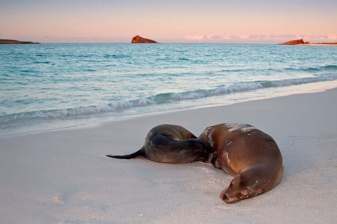 Galapagos sea lion mother and nursing pup Zalophus wollebaeki hauled out on the beach in the Galapagos Island Group, Ecuador  Pacific Ocean