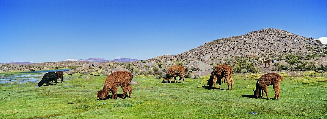 Alpaca Vicugna pacos in the Chilean Altiplano, Andes Mountains, South America are grazing in their pasture the Bofedal swampy plains  Parinacota, Lauca National Park, Chile, Febraury 2002