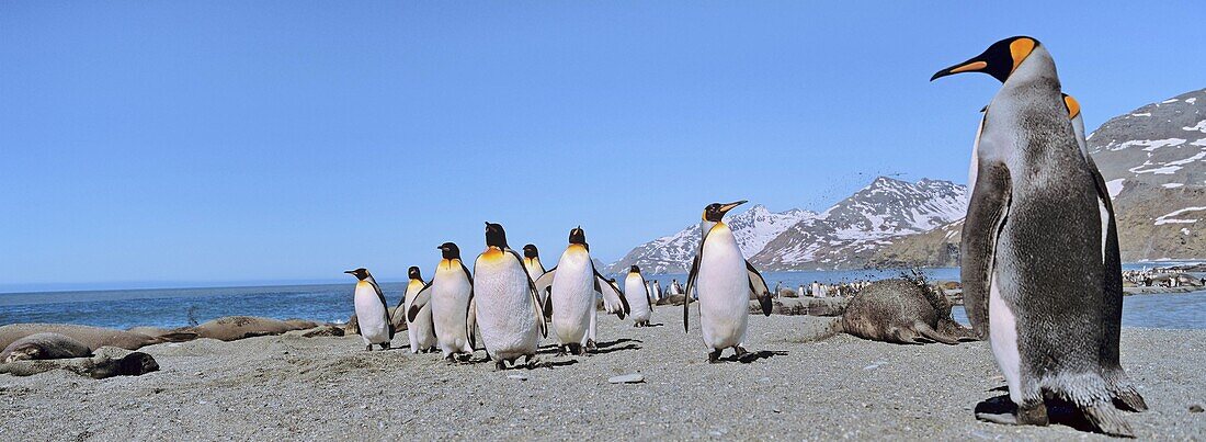 King Penguin colony aptenodytes patagonicus on South Georgia  Group of Penguins is marching on the beach towards the colony Anarctica, subanatarctica, South Georgia, St  Andrews Bay, November 2003