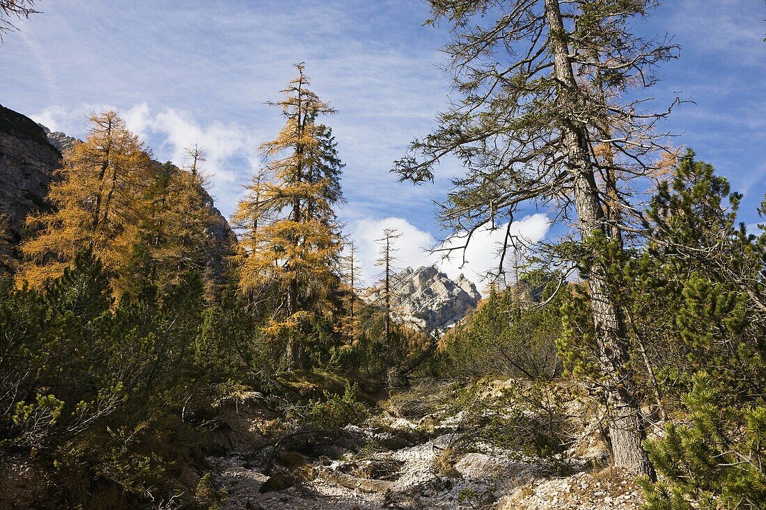 The Gruenwaldtal Valley of the green forest in late fall with yellow colored larch trees in South Tyrol     Prags, Nature Park Fanes Sennes Prags, South Tyrol, Alto Adige, Italy