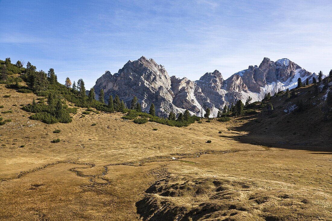 Mountain Forest with yellow colored larches in fall in the Laerchental Valley of the Larches in the Sennes Mountains with Peak Cima de Riciogogn of South Tyrol     Prags, Nature Park Fanes Sennes Prags, South Tyrol, Alto Adige, Italy